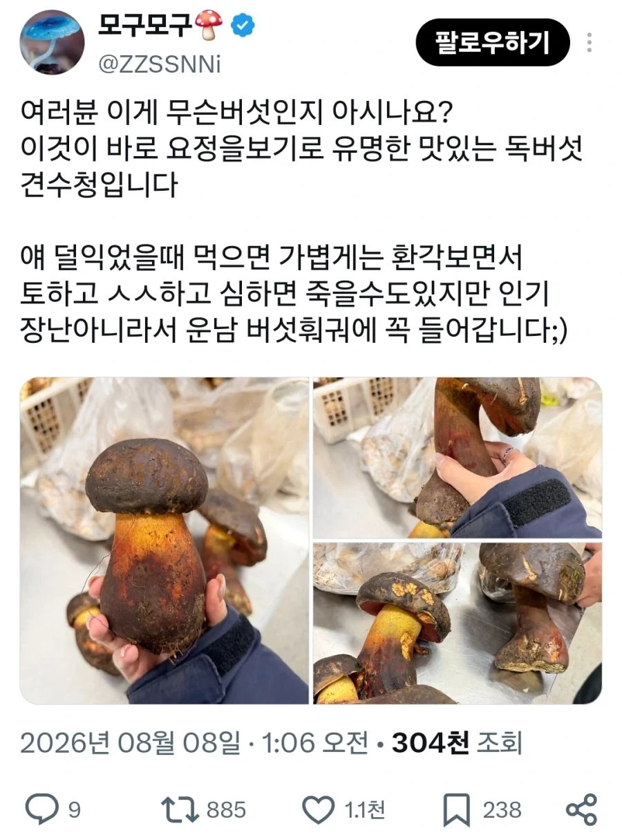 중국 운남의 죽을정도로 맛있는 버섯