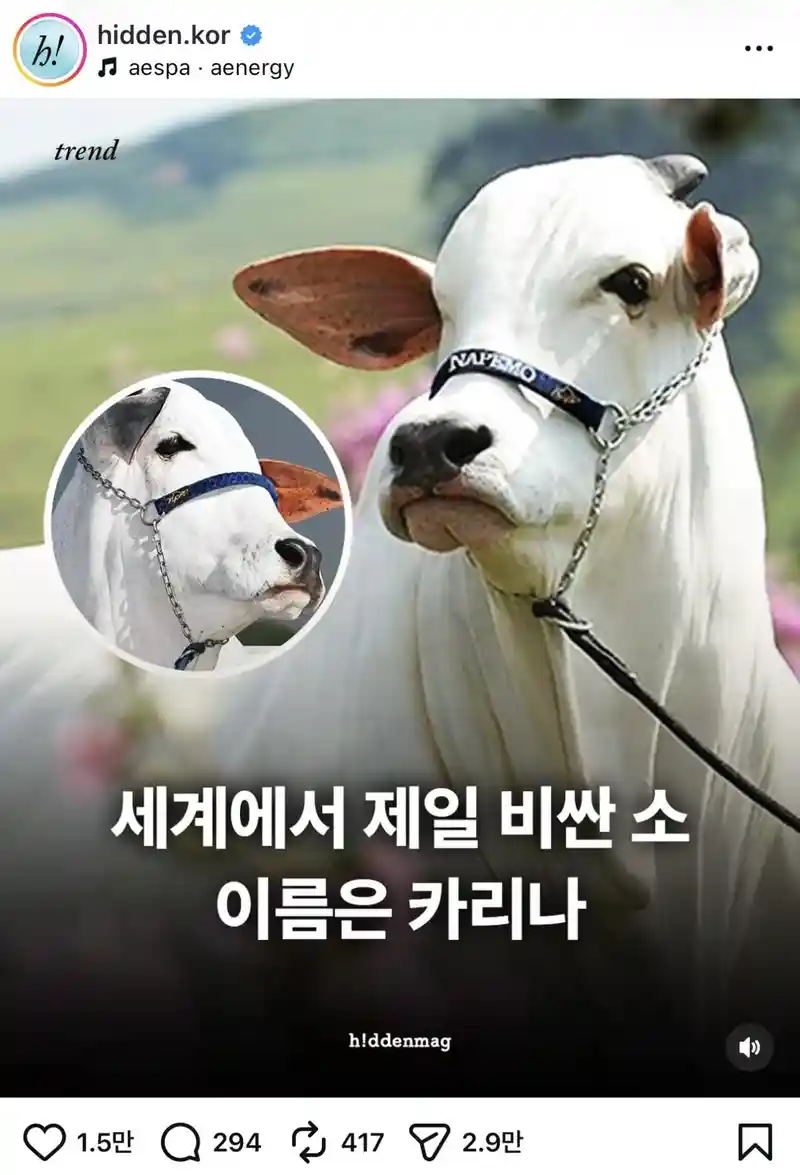 세계에서 가장 비싼 암소는 카리나 (feat. 윈터)
