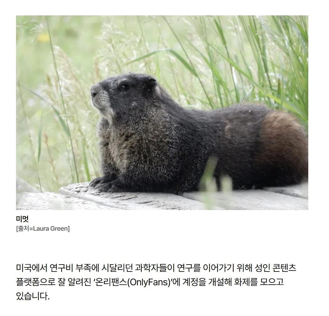 요즘 온리팬스에 등장한 것