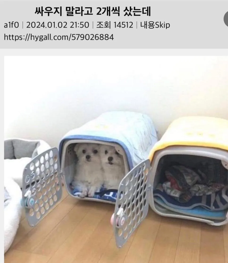 싸우지 말라고 2개씩 구매한 결과.jpg