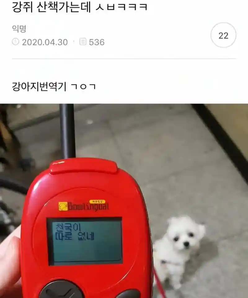 싱글벙글 강아지어 번역