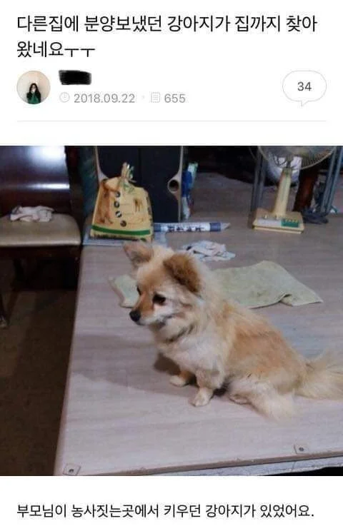 다른 집에 분양보냈던 강아지가 집까지 찾아왔네요ㅜㅜ.jpg