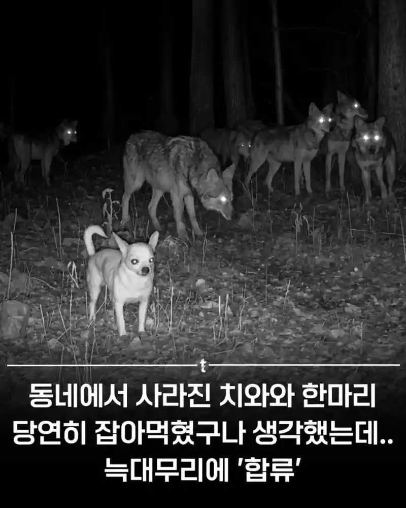 이길 수 없다면 합류하라.jpg