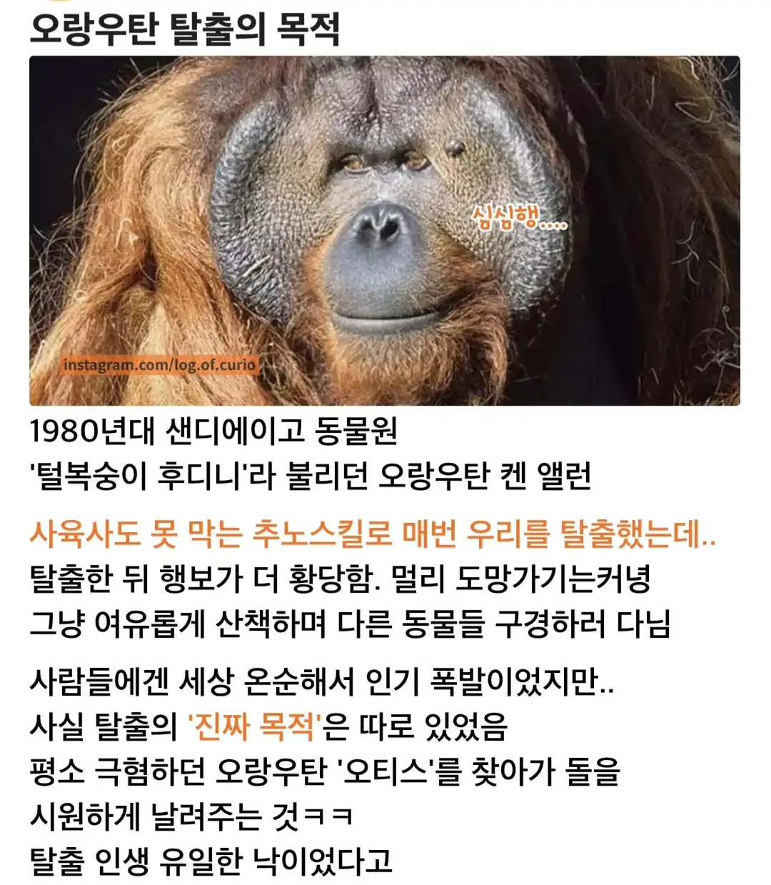 오랑우탄이 탈출하는 이유.jpg