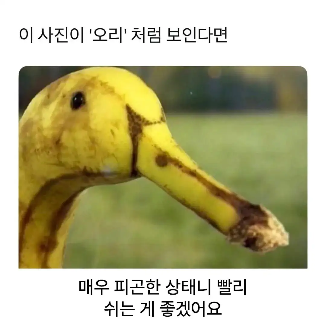 이 사진이 '오리'처럼 보인다면