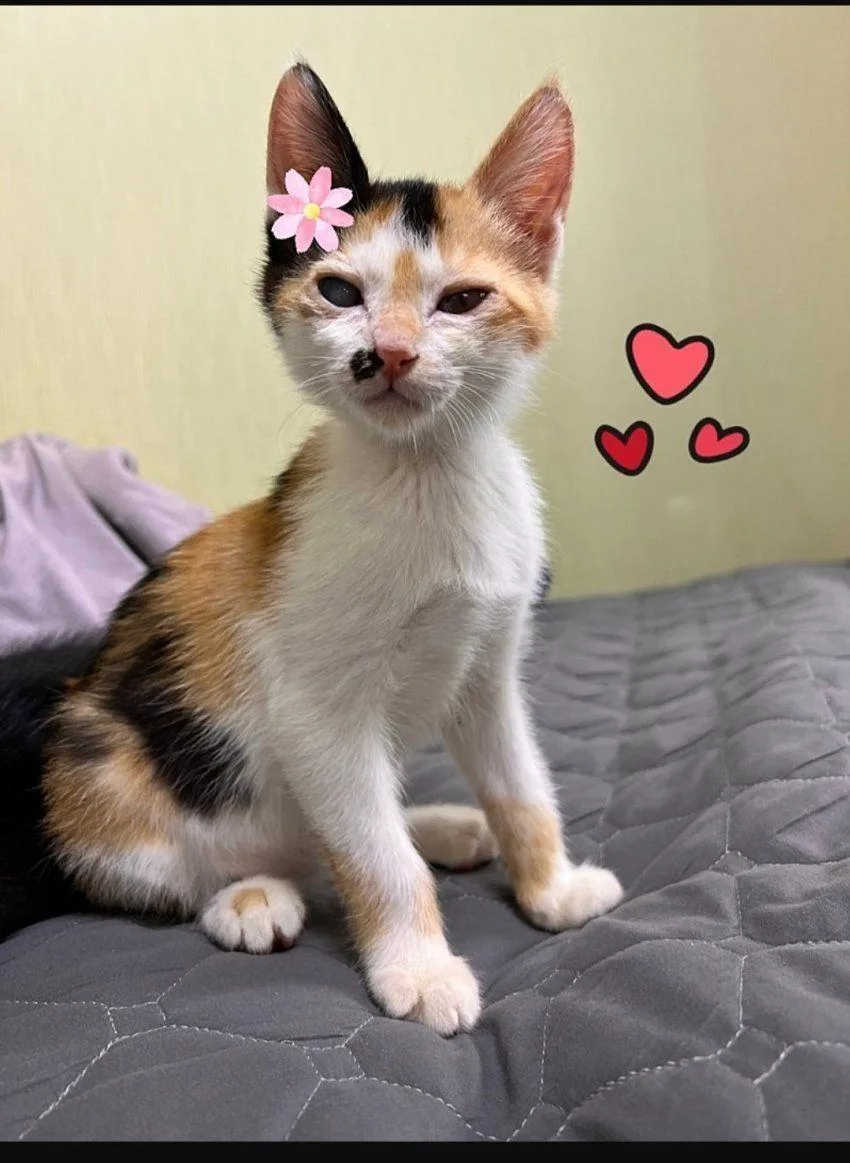 어질어질 캣맘의 길고양이 입양조건.jpg