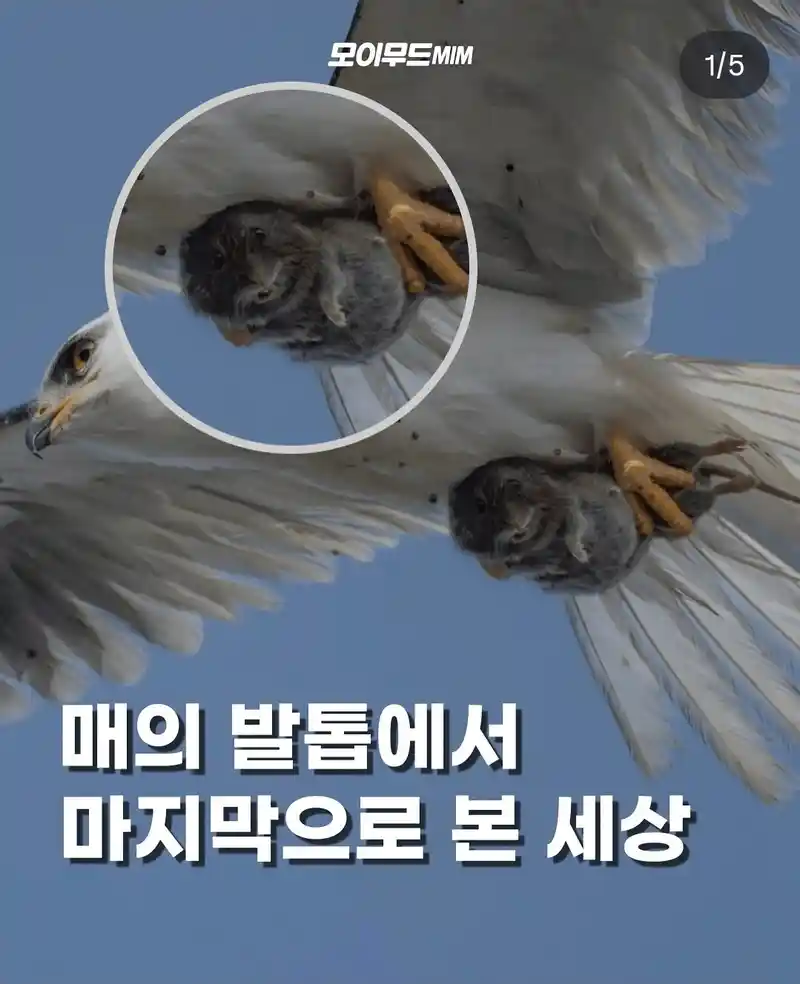 매에게 사냥당한 생쥐가 마지막으로 본 세상