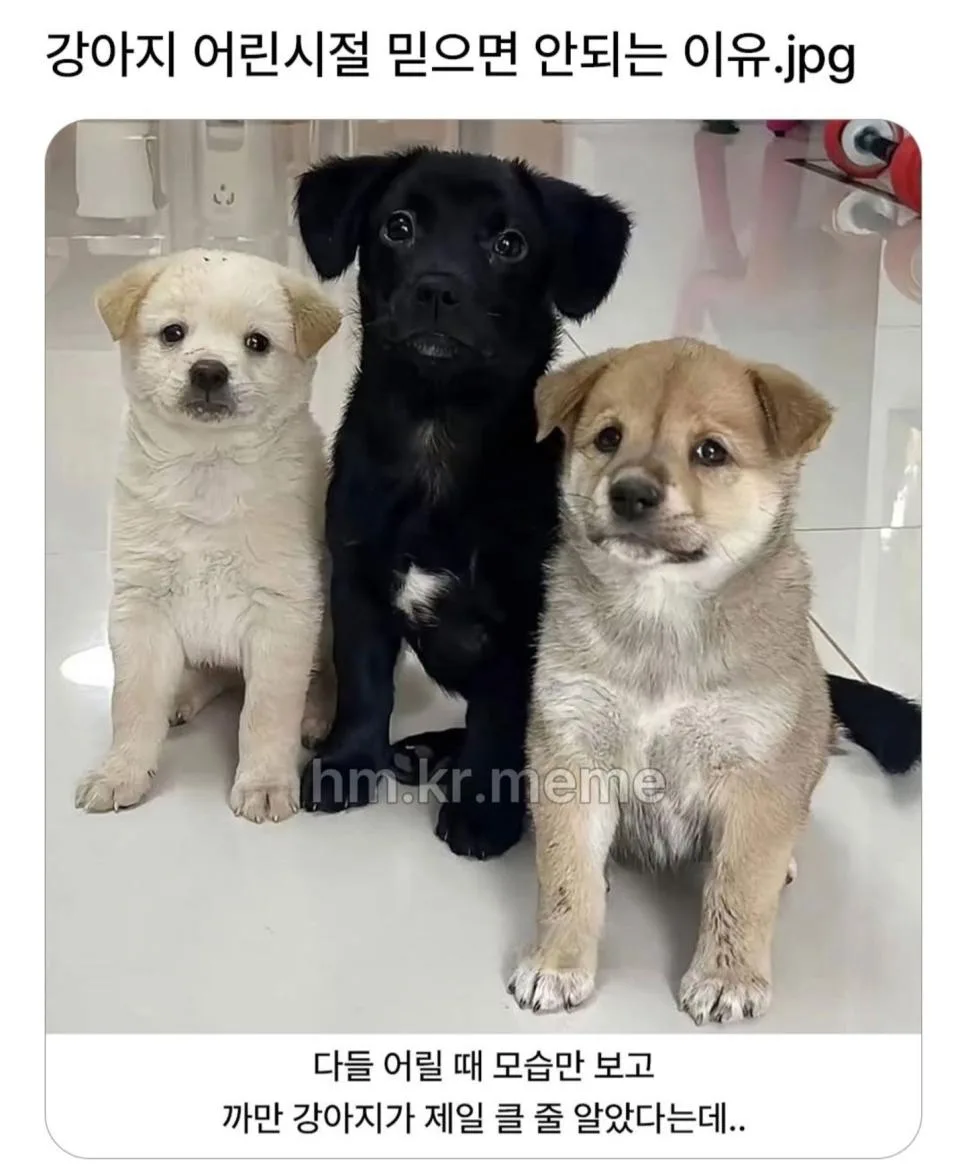 강아지 어린시절 믿으면 안되는 이유
