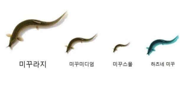 미꾸라지