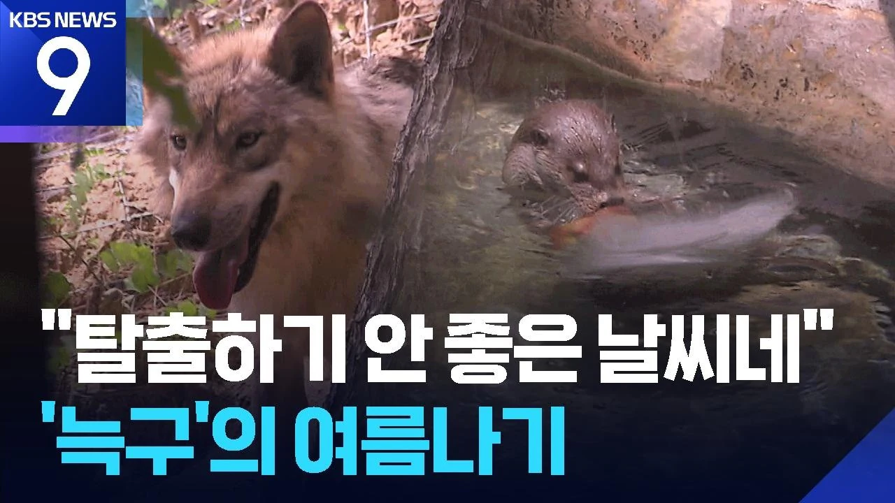 최근자 늑구 근황