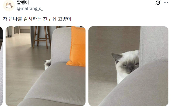 자꾸 나를 감시하는 친구집 고양이.jpg