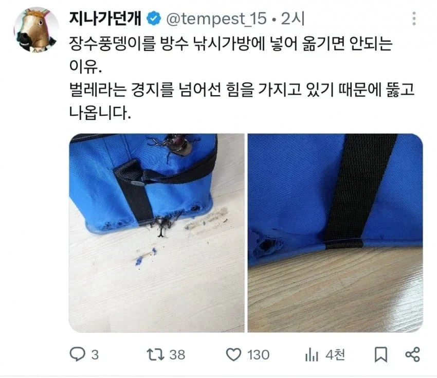 장수풍뎅이 잡았다고 가방에 넣으면 안되는 이유 ㄷㄷㄷ