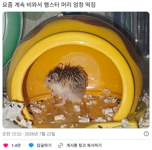요즘 계속 비와서 햄스터 머리 엄청 떡짐