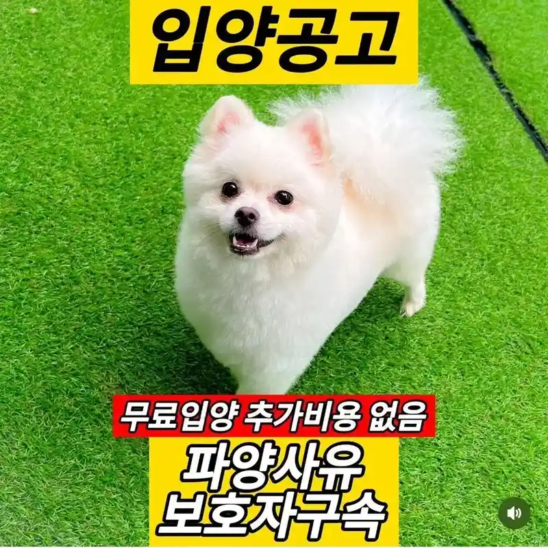 어쩔 수 없는 강아지 파양 사유
