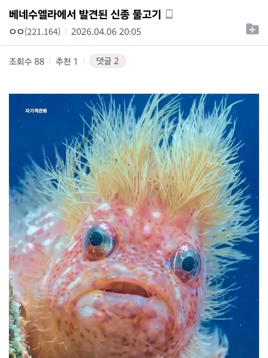 너무못생겨서 충격인 물고기