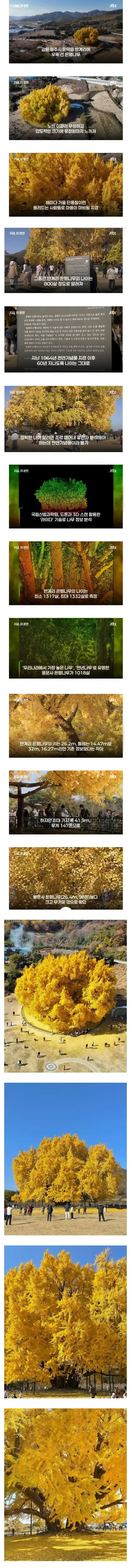 800살 은행나무라고 알려진 반계리 은행나무 나이 거짓으로 밝혀져
