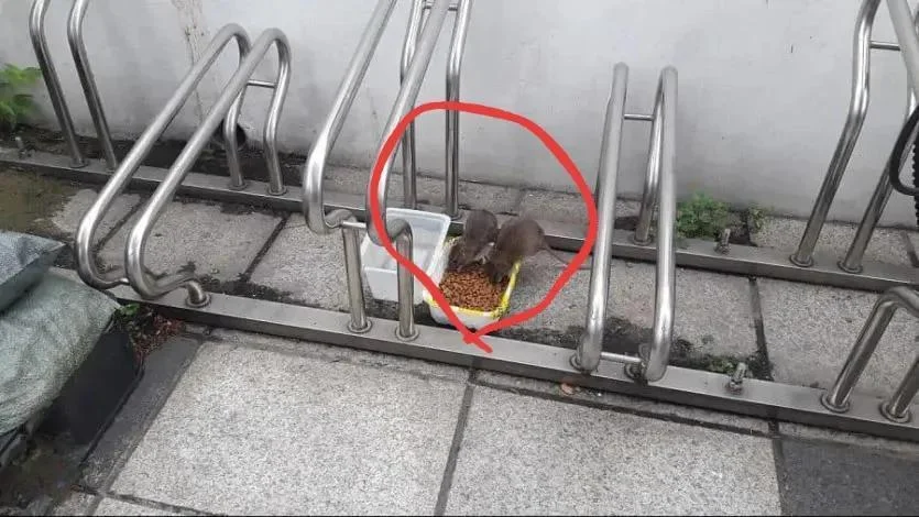 캣맘들의 마음이 느껴지는 사진