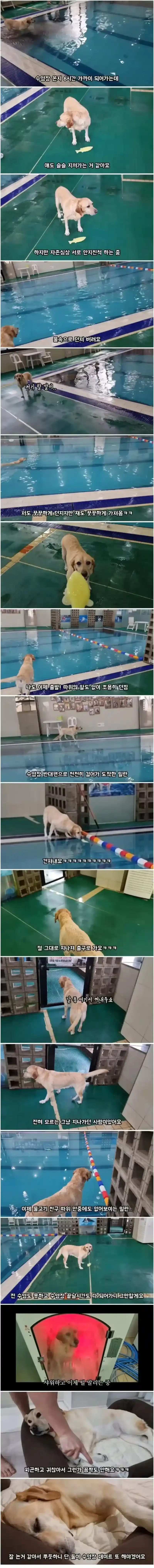 댕댕이와 수영장에서 6시간 놀아주면 생기는 일