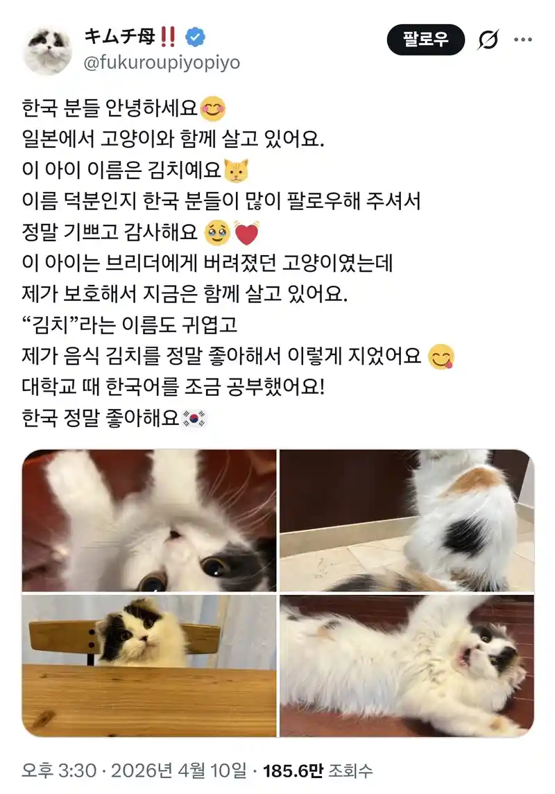 일본인이 키우는 고양이 이름이 김치