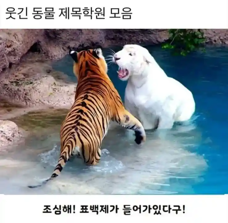 동물 버전 제목학원.jpg