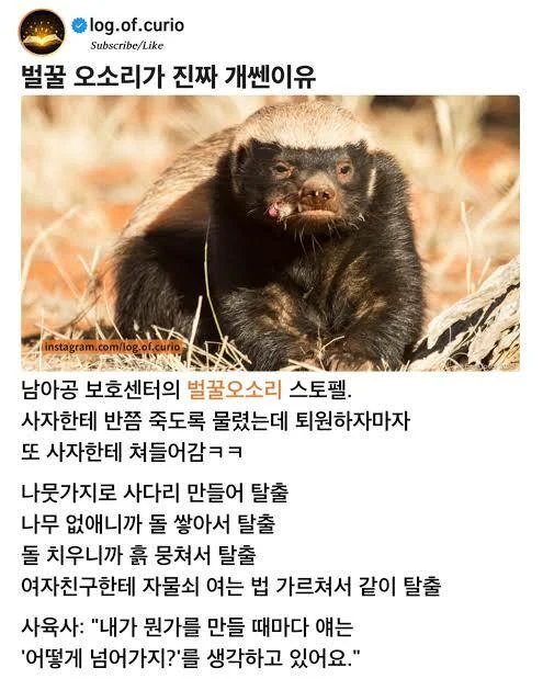 벌꿀 오소리가 진짜 쌘이유