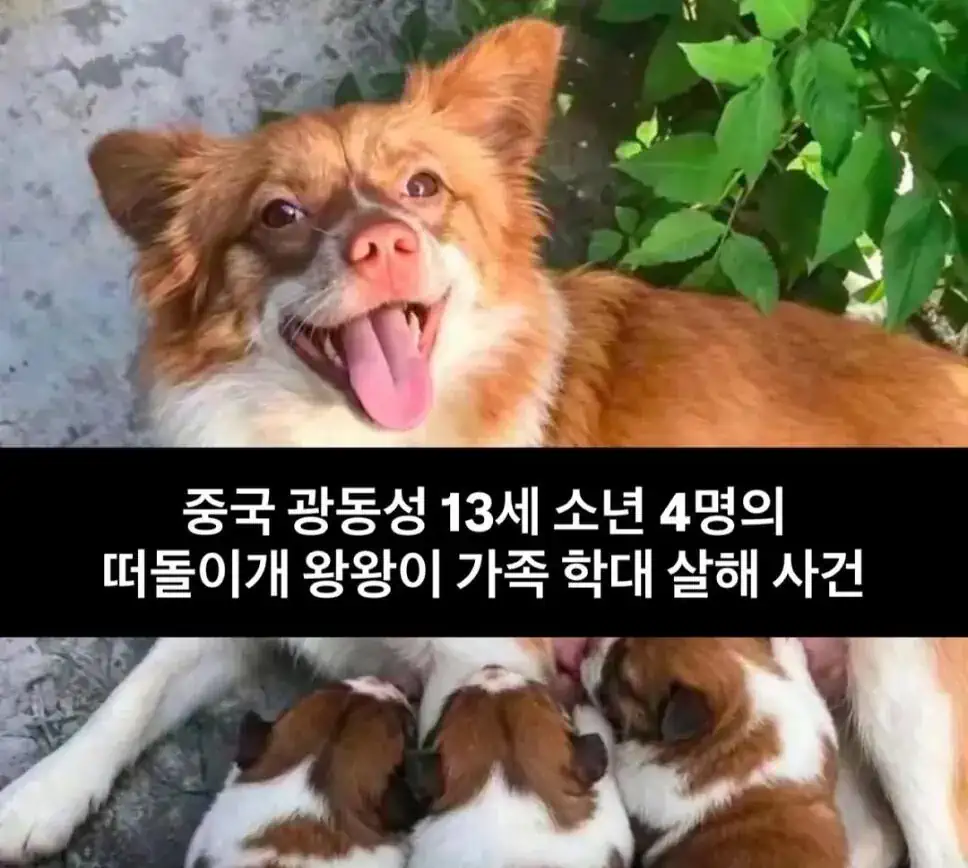 혐주의] 현재 중국에서 난리난 동물학대사건.jpg