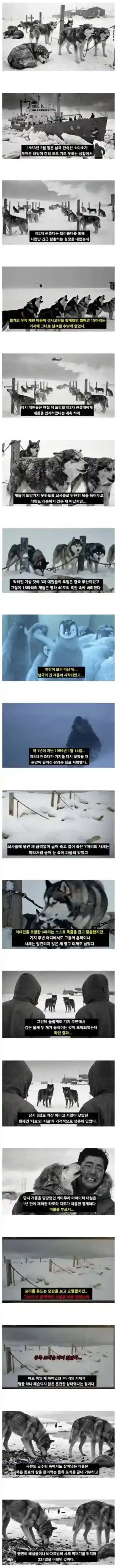 남극에 버려진 탐사견들