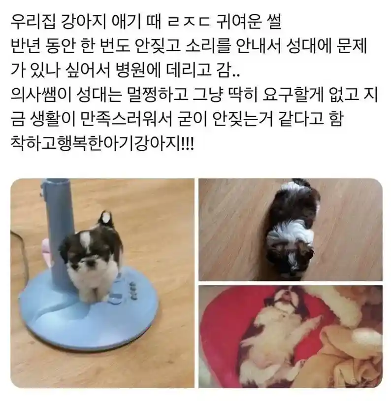 강아지가 반 년 동안 안 짖은 이유