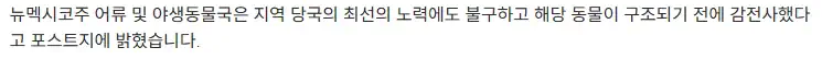 미국에서 전봇대 위에 올라간 곰, 결국 사망